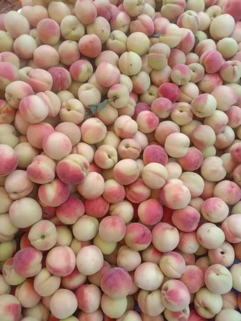 白花桃