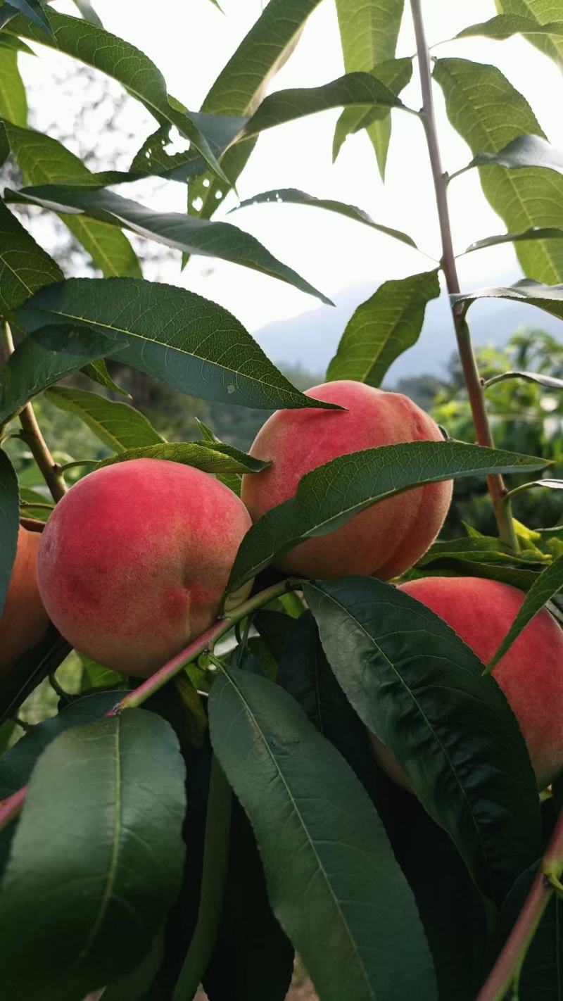 白花桃