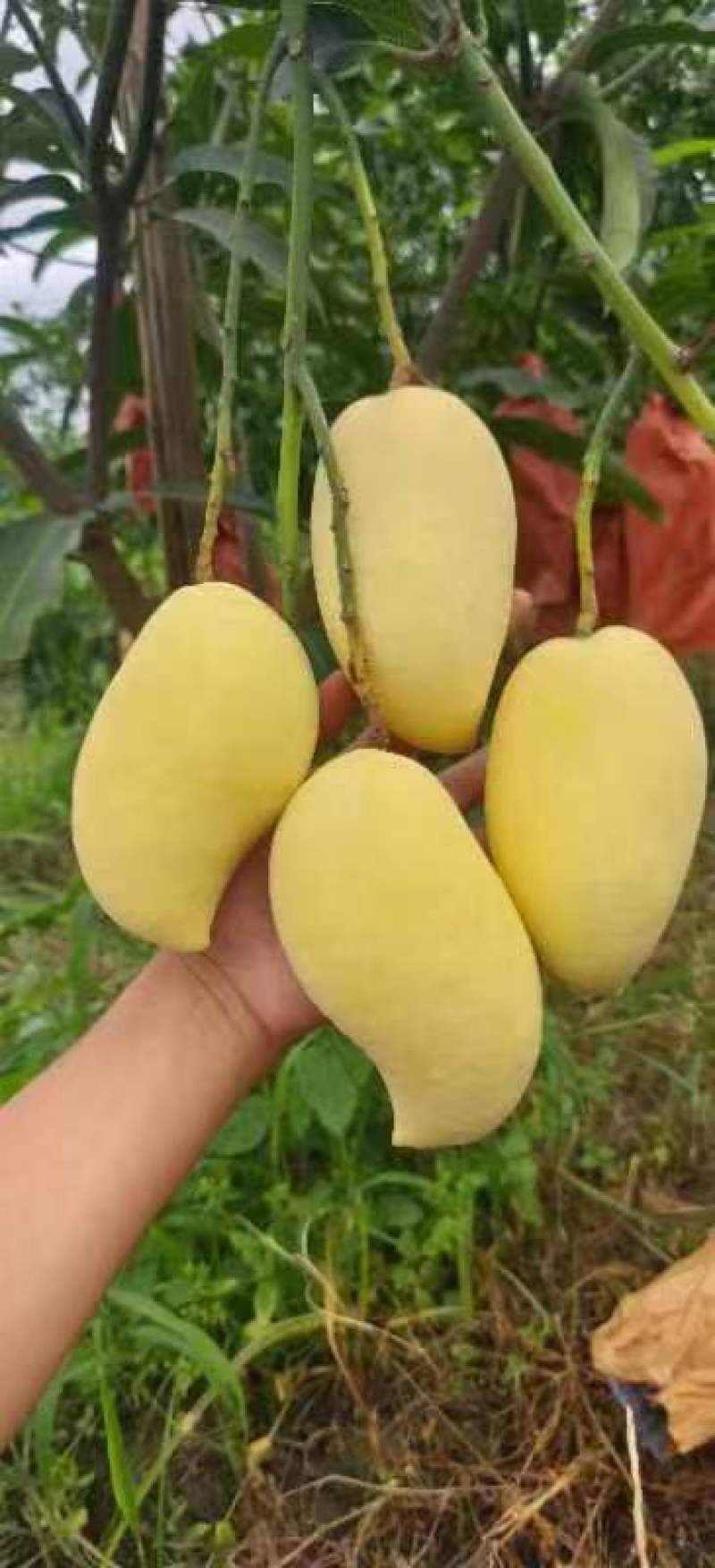 芒果