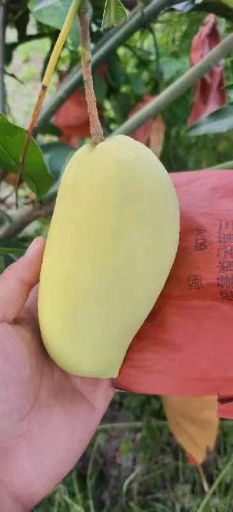 芒果