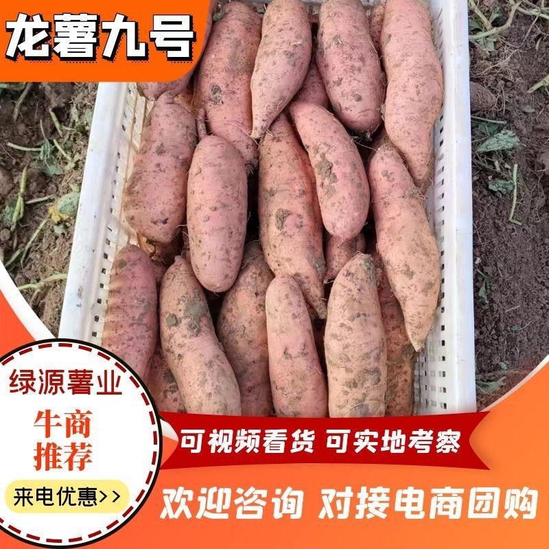 地瓜龙薯9诚信代办信誉第一，山东地瓜，红薯龙薯9