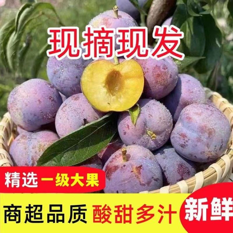 脆红李四川脆红李，个头大，味道甜，电商货越南果大量供应