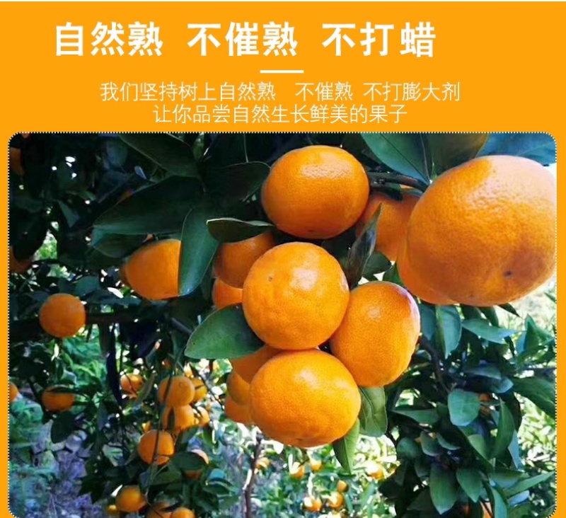 湖北高山蜜桔/皮薄汁甜