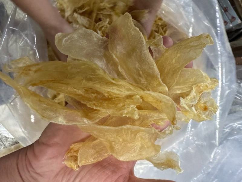 200头佐罗条花胶鱼胶
