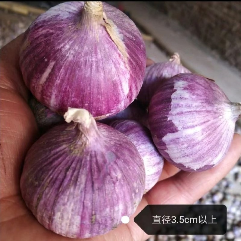 云南大理弥渡半干红香蒜新蒜大量上市代办代收批发服务