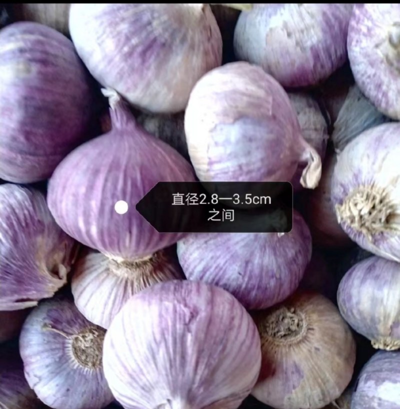 云南大理弥渡半干红香蒜新蒜大量上市代办代收批发服务