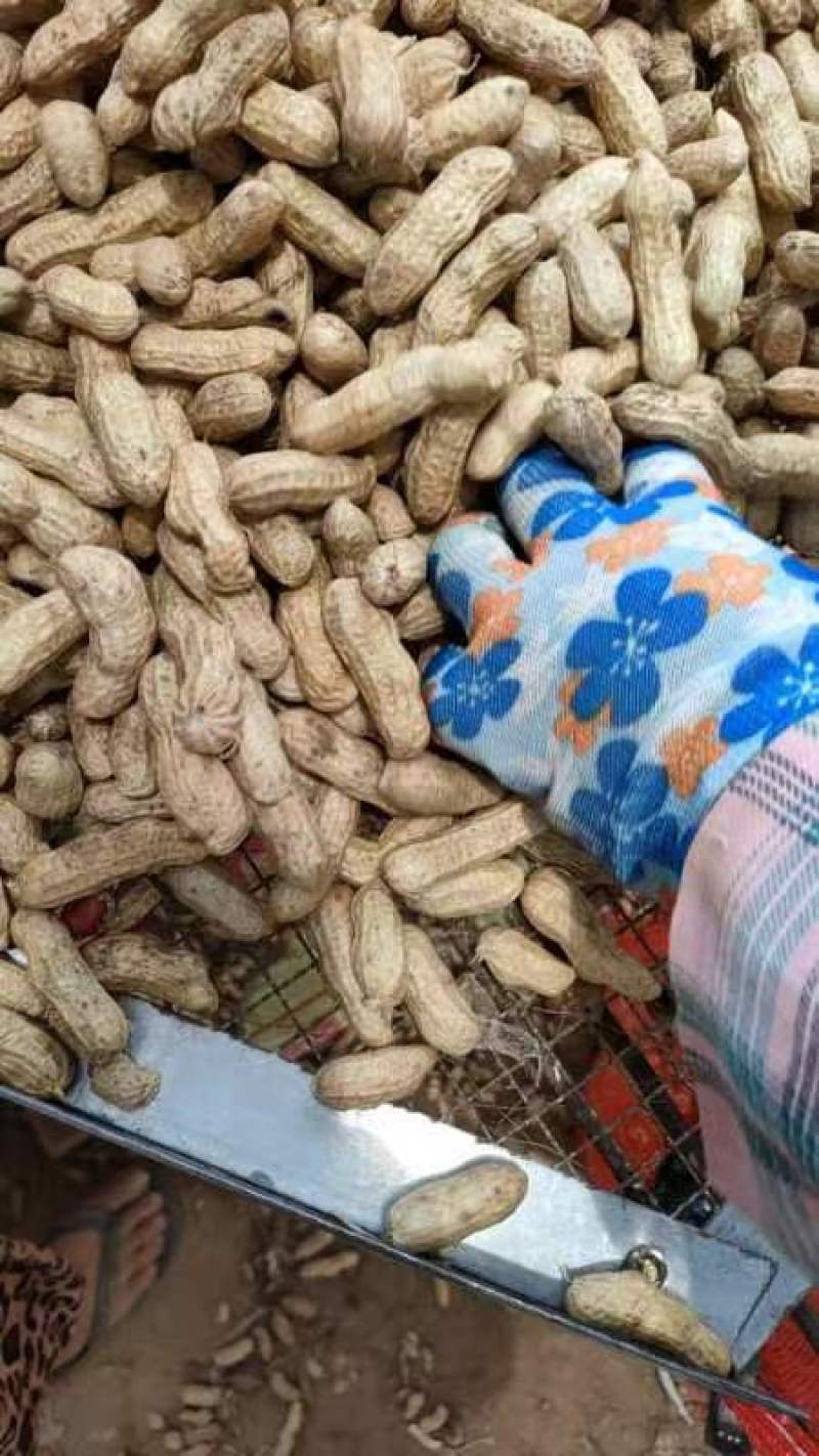 【花生】粮油作物优质四粒红花生专业代收代办