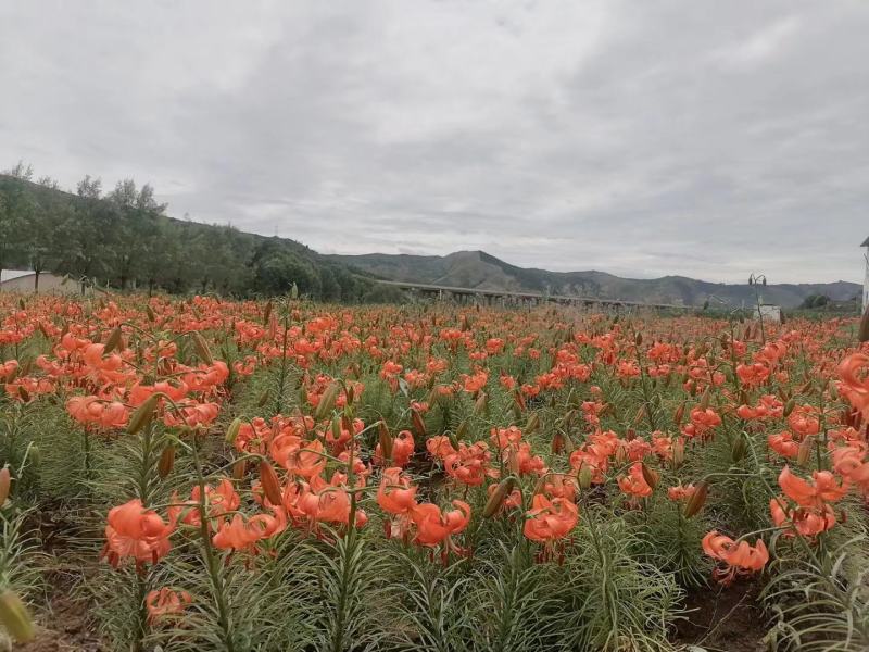 兰州百合花干花（可以食用）2025年新货！