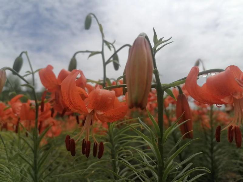 兰州百合花干花（可以食用）2025年新货！