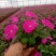 风仙花