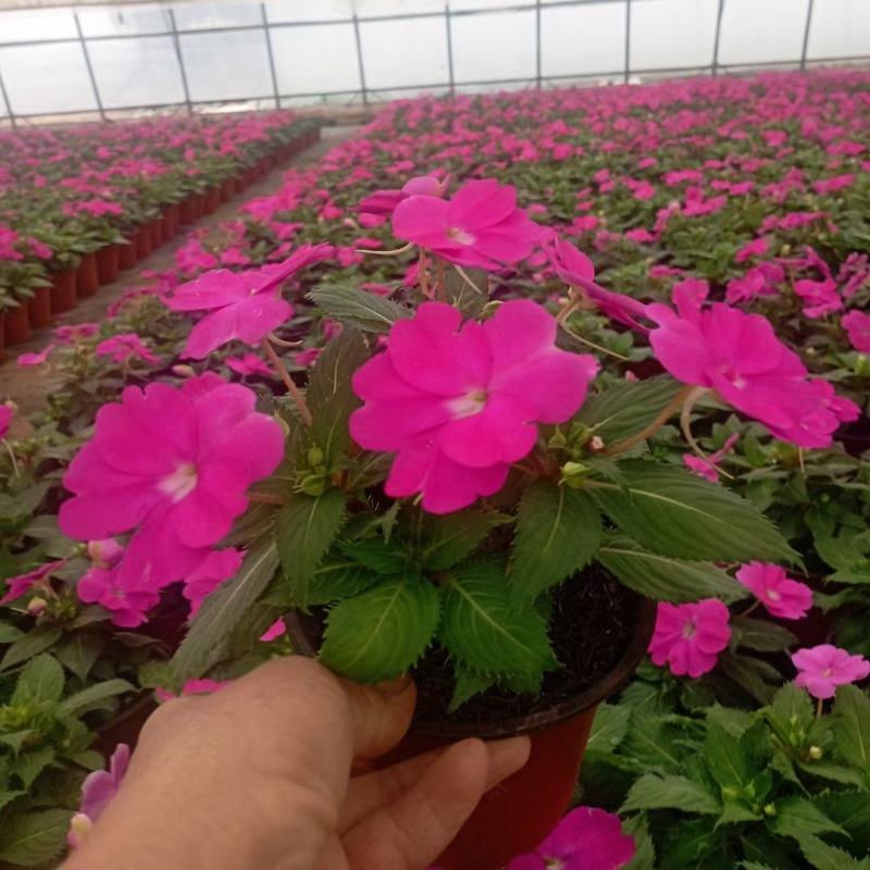 风仙花