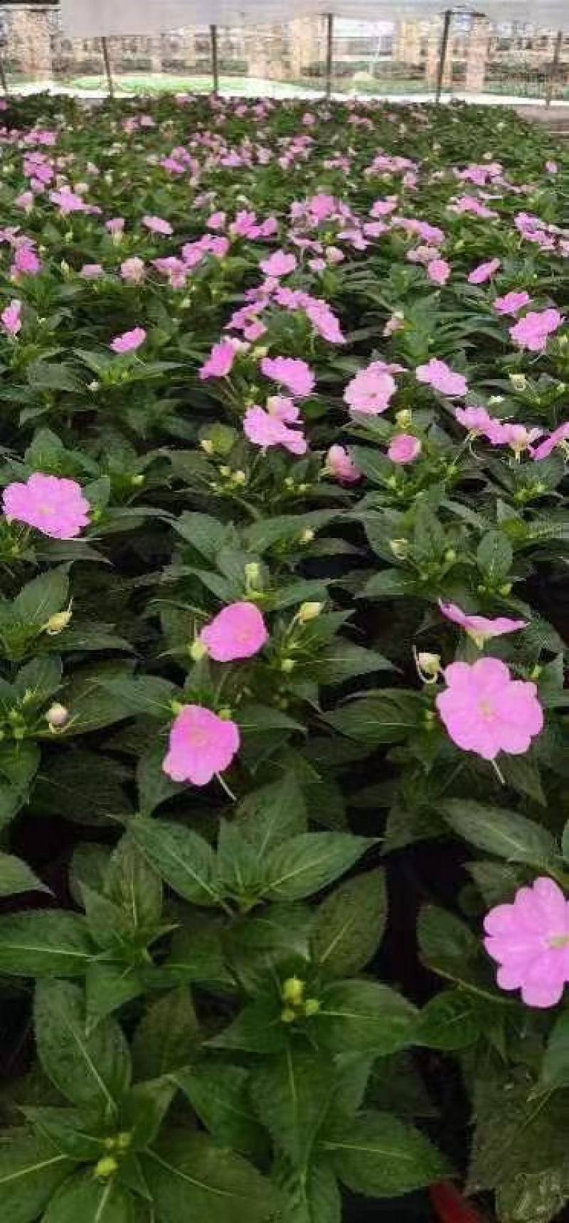 风仙花