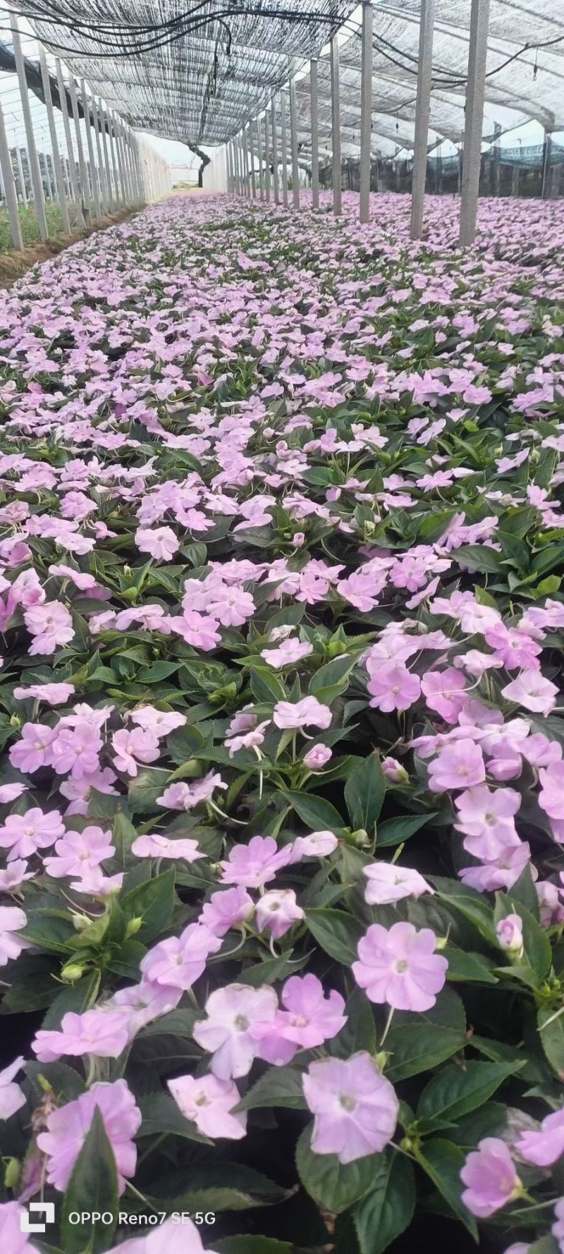 风仙花
