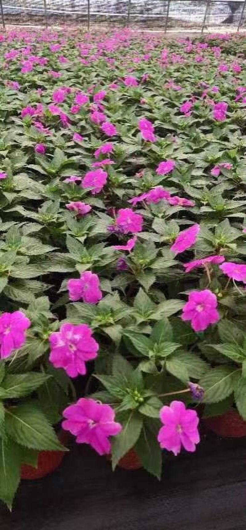 风仙花