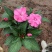 风仙花