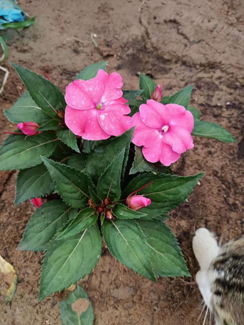 风仙花
