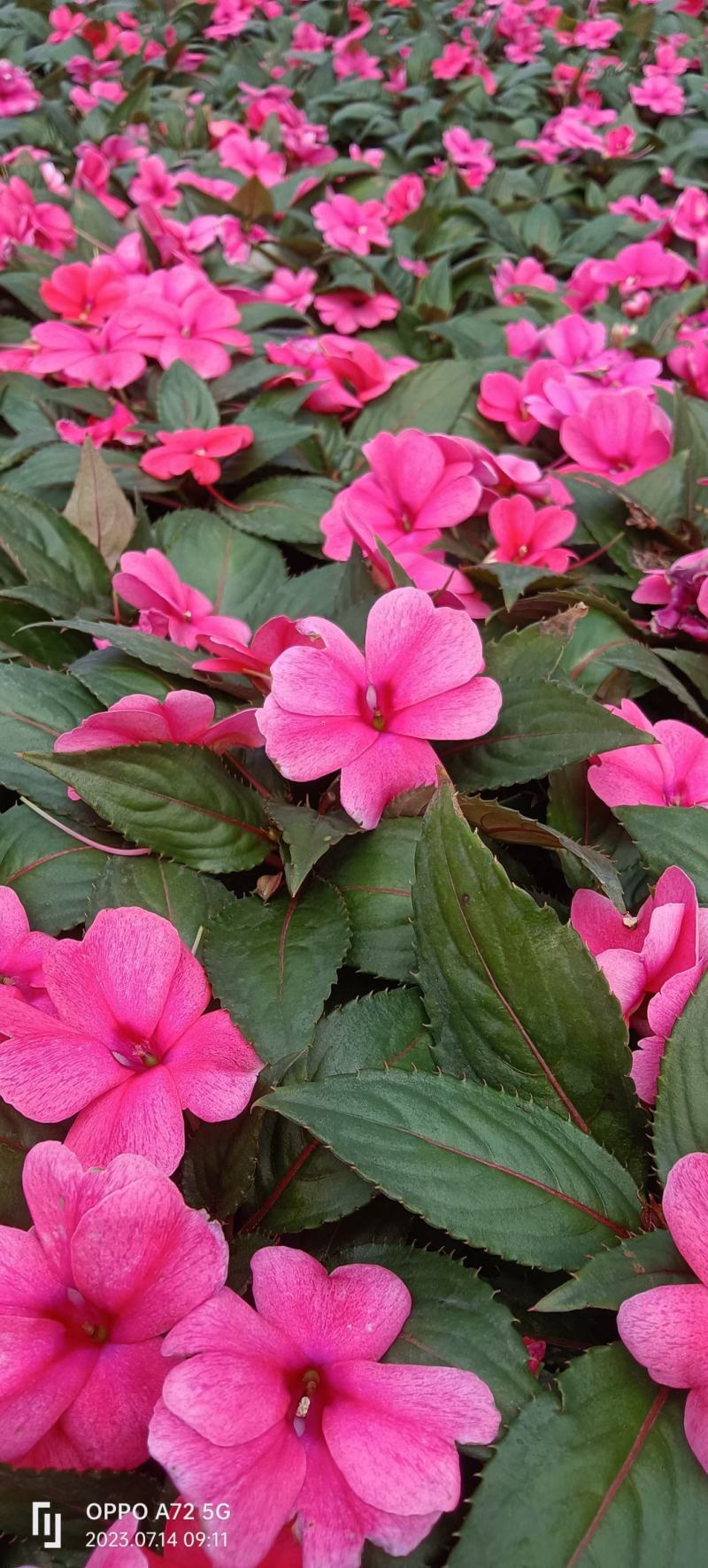 风仙花