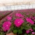 风仙花