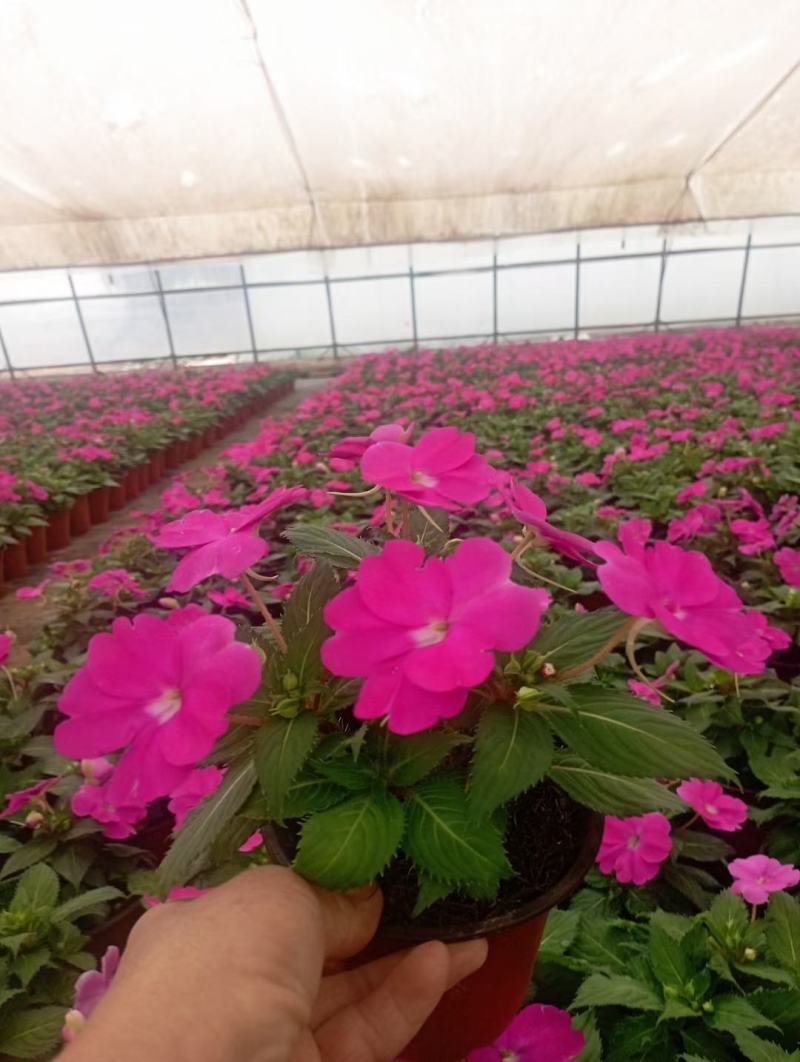 风仙花