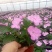 风仙花