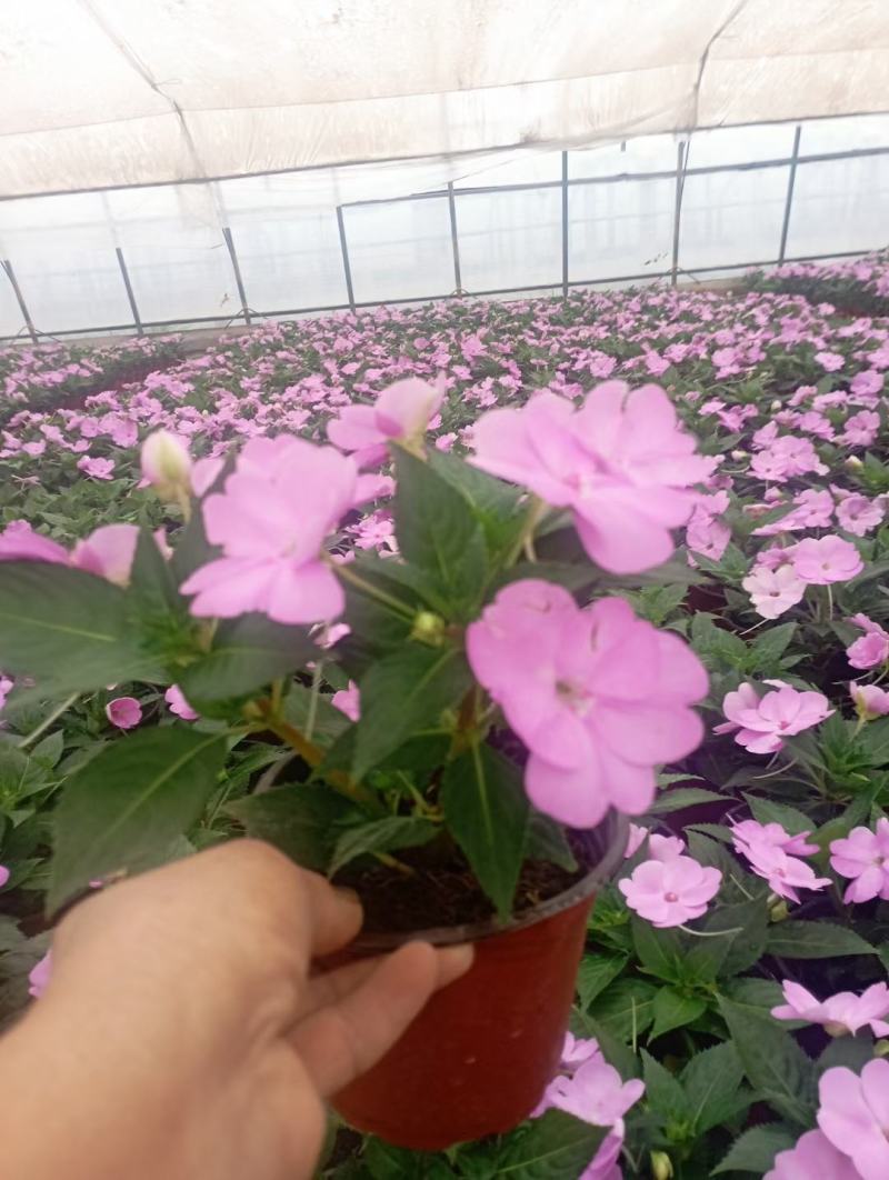 风仙花