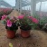 风仙花