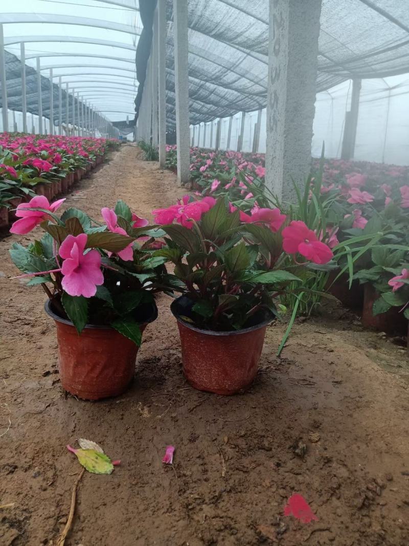 风仙花