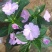 风仙花
