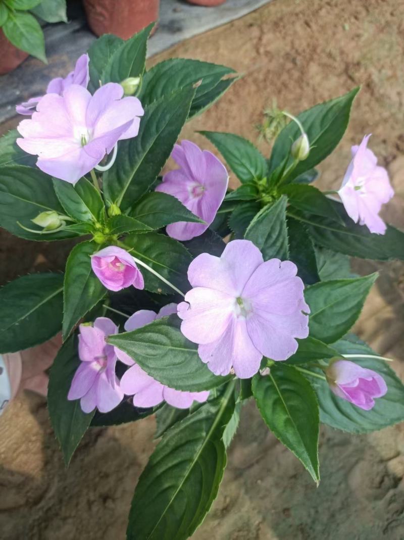 风仙花