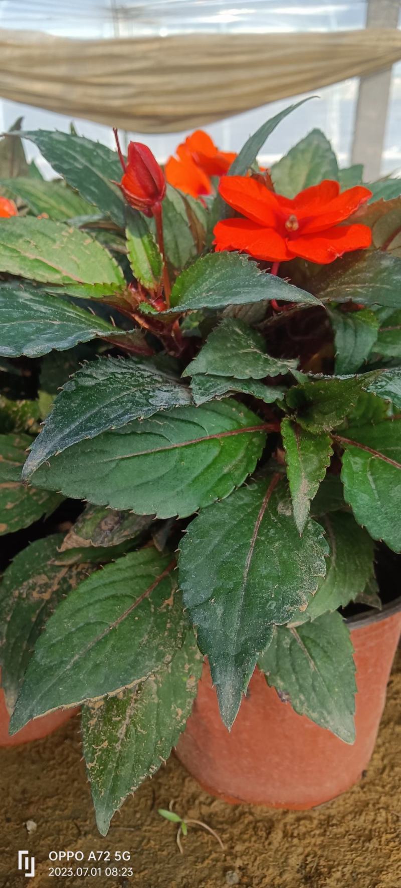 风仙花