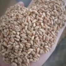 自然干小麦