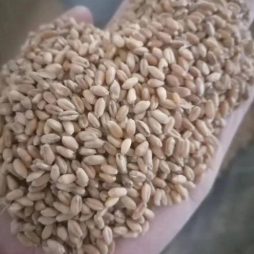 自然干小麦