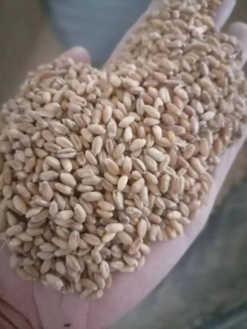 自然干小麦