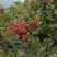 2023花椒大红袍花椒大量供货货源稳定质量好
