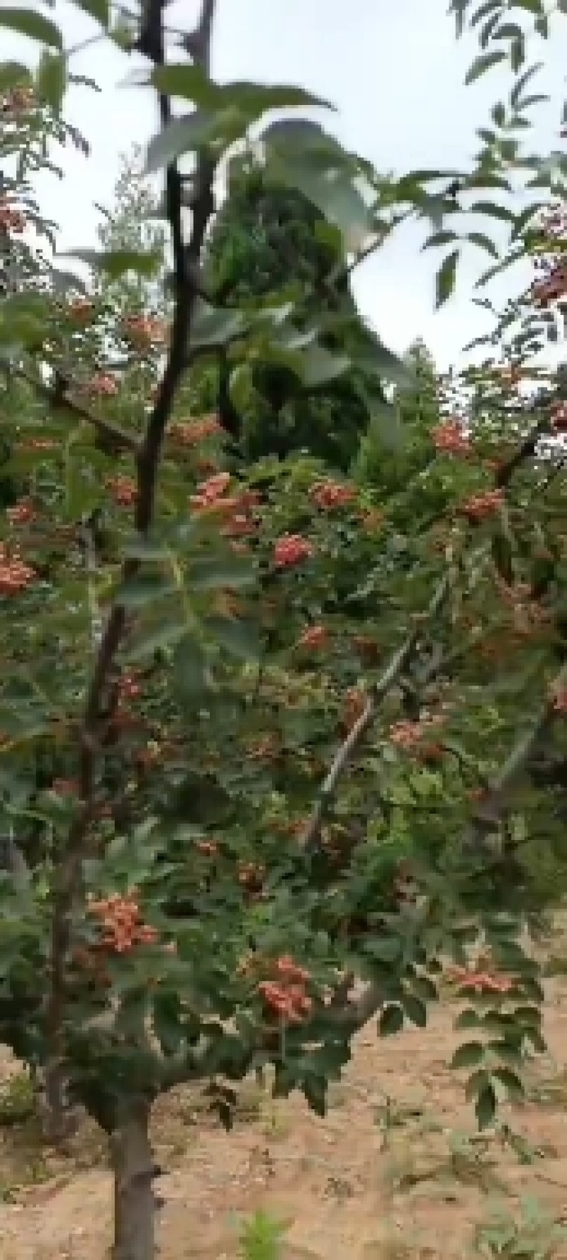2023花椒大红袍花椒大量供货货源稳定质量好