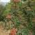 2023花椒大红袍花椒大量供货货源稳定质量好