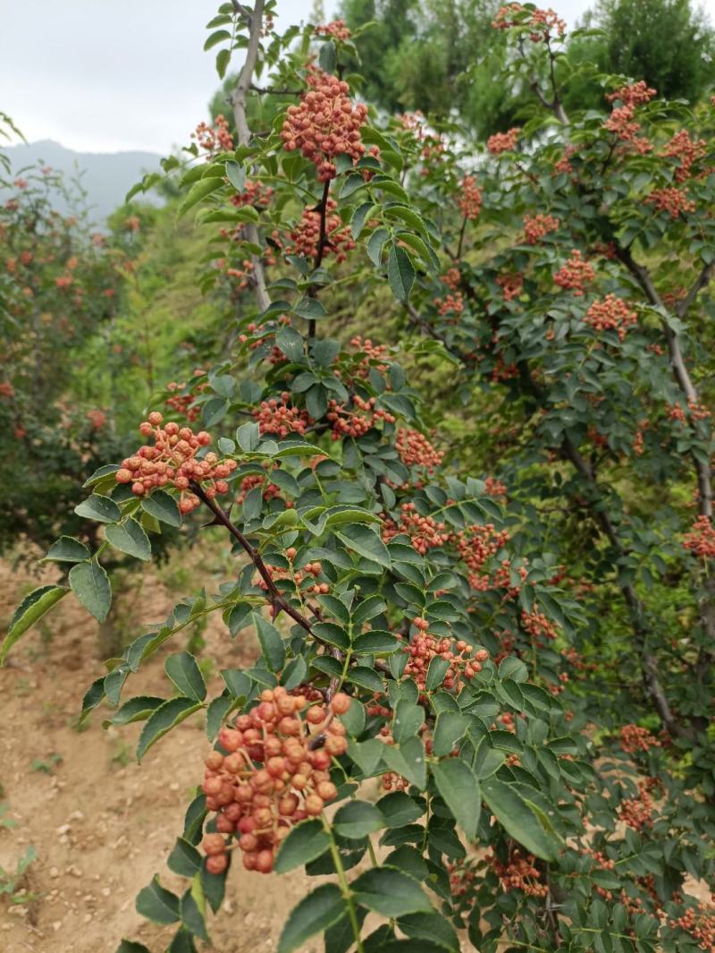 2023花椒大红袍花椒大量供货货源稳定质量好