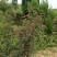 2023花椒大红袍花椒大量供货货源稳定质量好