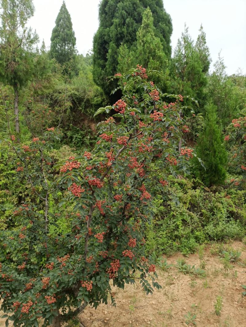 2023花椒大红袍花椒大量供货货源稳定质量好