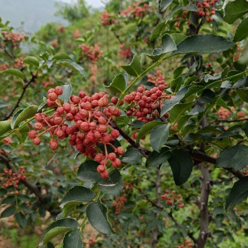 2023花椒大红袍花椒大量供货货源稳定质量好