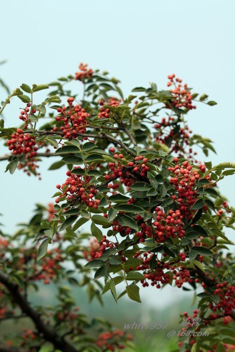 小花椒