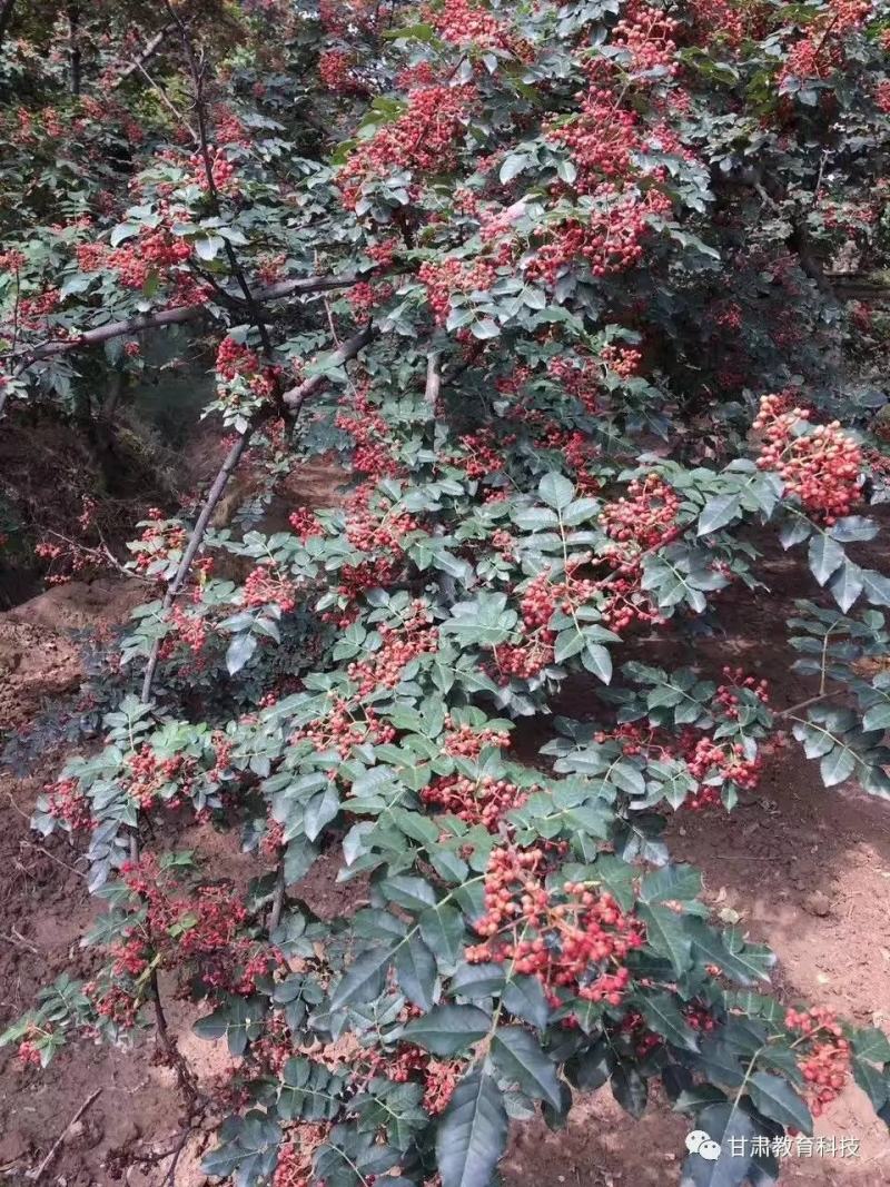 小花椒