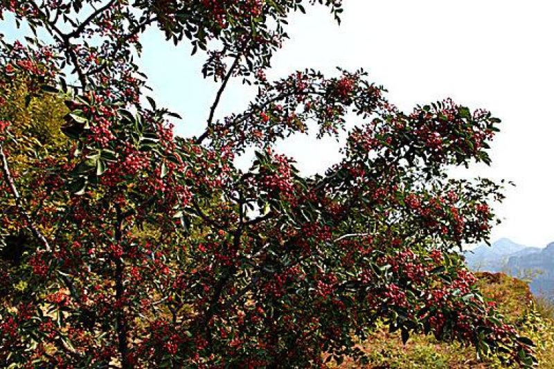 小花椒