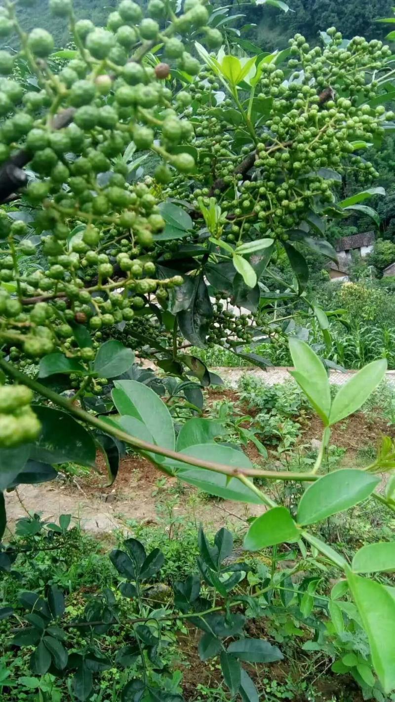 小花椒