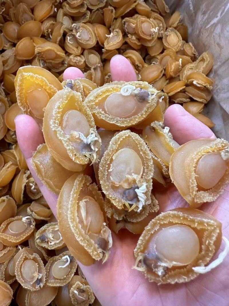 A厂50头大连鲍鱼干