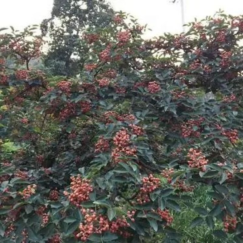 大花椒