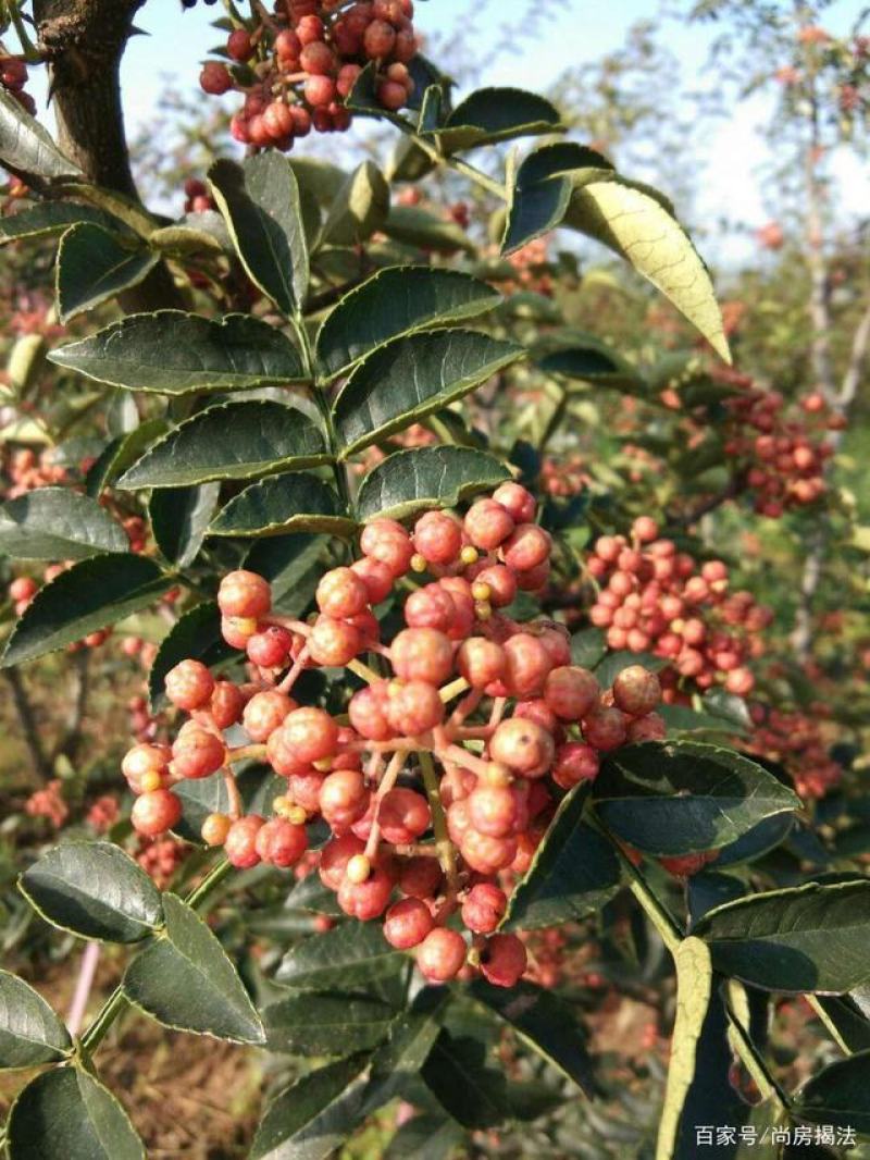 大花椒