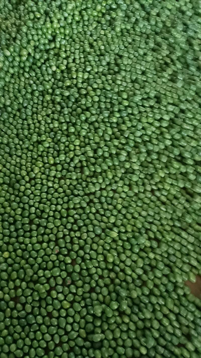 罗汉松种籽