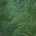 罗汉松种籽