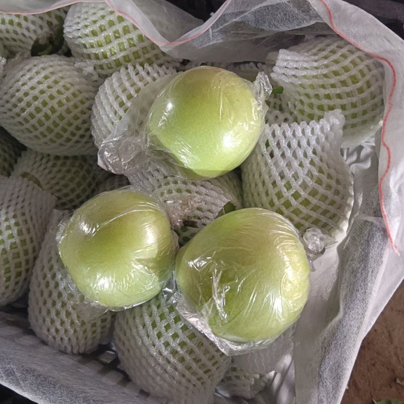 河北泊头膜袋皇冠梨大量上市货源充足可视频看货